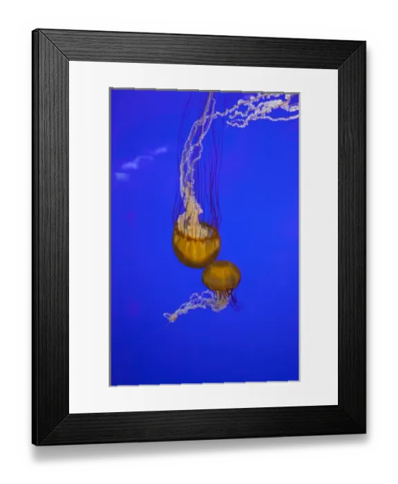 Framed Print : OR, Newport, Oregon Coast Aquarium, Pacific Sea Nettle Jellyfish (Chrysaora quinquecirrh)