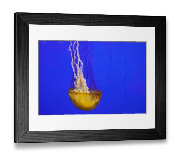 Framed Print : OR, Newport, Oregon Coast Aquarium, Pacific Sea Nettle Jellyfish (Chrysaora quinquecirrh) Framed Print : OR, Newport, Oregon Coast Aquarium, Pacific Sea Nettle Jellyfish (Chrysaora quinquecirrh)