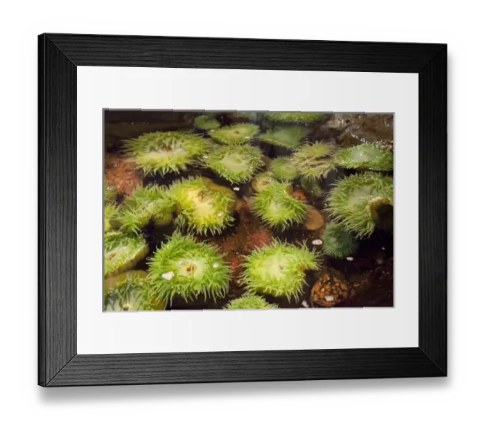 Framed Print : OR, Newport, Oregon Coast Aquarium, Giant Green Sea Anemones Framed Print : OR, Newport, Oregon Coast Aquarium, Giant Green Sea Anemones