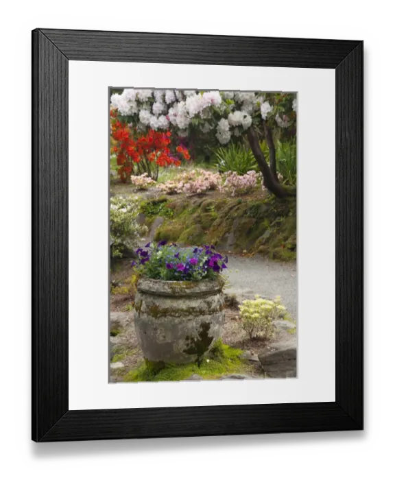 Framed Print : OR, Shore Acres State Park, Shore Acres Garden, flowers along pathway Framed Print : OR, Shore Acres State Park, Shore Acres Garden, flowers along pathway