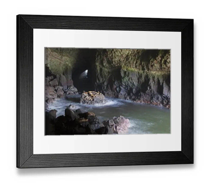 Framed Print : OR, Oregon Coast, Sea Lion Caves, resting Sea Lions