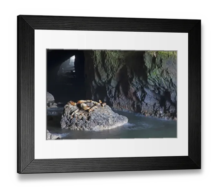 Framed Print : OR, Oregon Coast, Sea Lion Caves, resting Sea Lions Framed Print : OR, Oregon Coast, Sea Lion Caves, resting Sea Lions