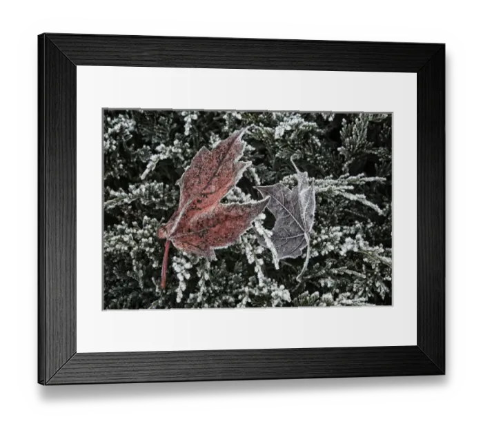 Framed Print : USA, Oregon, Keizer, Hoar frost on leaves