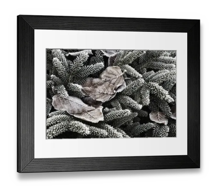 Framed Print : USA, Oregon, Keizer, Hoar frost on leaves Framed Print : USA, Oregon, Keizer, Hoar frost on leaves