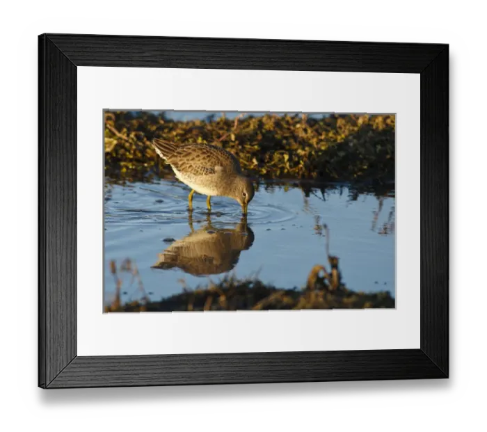 Framed Print : USA, Oregon, Baskett Slough National Wildlife Refuge, Long-billed Dowitcher (Limnodromus Framed Print : USA, Oregon, Baskett Slough National Wildlife Refuge, Long-billed Dowitcher (Limnodromus