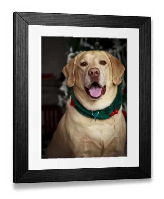 Framed Print : USA, Oregon, Keizer, Labrador Retriever, PR Framed Print : USA, Oregon, Keizer, Labrador Retriever, PR