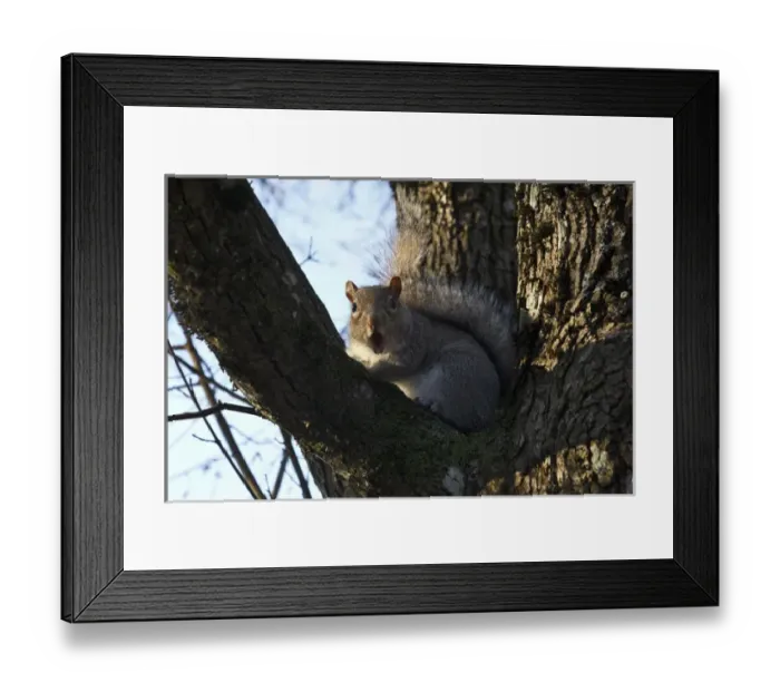Framed Print : USA, Oregon, Salem, Eastern Gray Squirrel (Sciurus carolinensis) begging food in downtown Framed Print : USA, Oregon, Salem, Eastern Gray Squirrel (Sciurus carolinensis) begging food in downtown