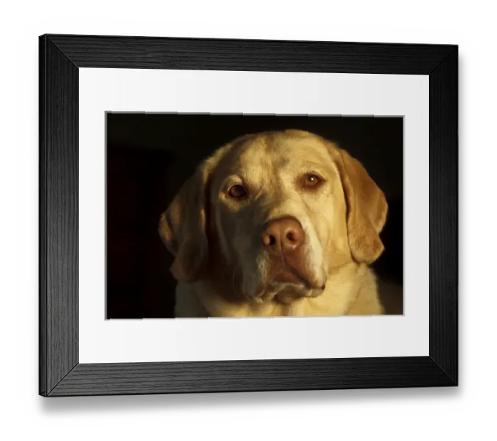 Framed Print : USA, Oregon, Keizer, Labrador Retriever on bed, PR Framed Print : USA, Oregon, Keizer, Labrador Retriever on bed, PR