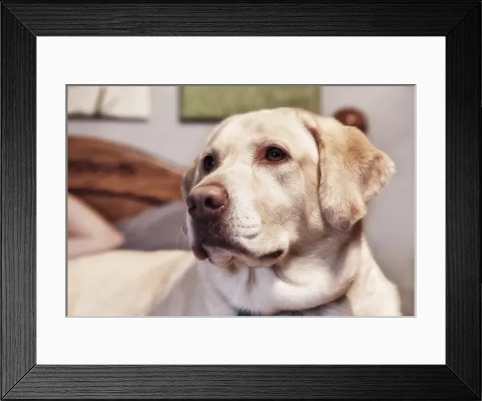 Framed Print : USA, Oregon, Keizer, Labrador Retriever on bed, PR Framed Print : USA, Oregon, Keizer, Labrador Retriever on bed, PR