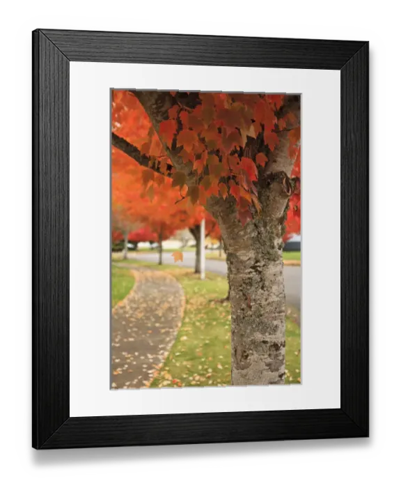 Framed Print : USA, Oregon, Keizer, fall color along a neighborhood road