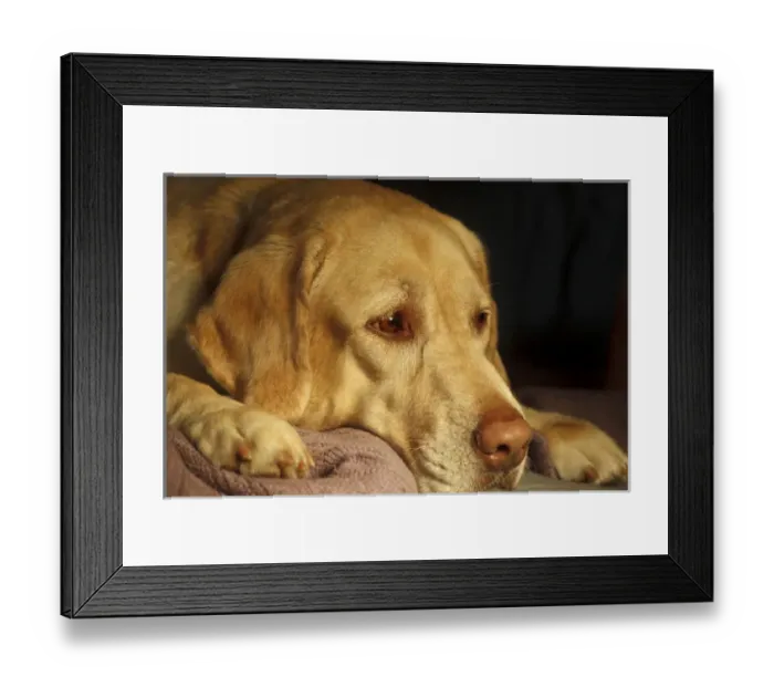 Framed Print : USA, Oregon, Keizer, Labrador Retriever on bed, PR Framed Print : USA, Oregon, Keizer, Labrador Retriever on bed, PR