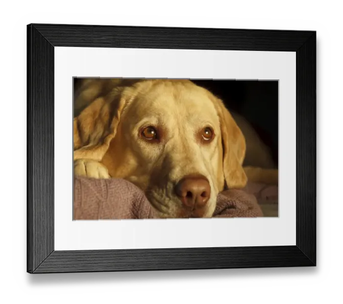 Framed Print : USA, Oregon, Keizer, Labrador Retriever on bed, PR Framed Print : USA, Oregon, Keizer, Labrador Retriever on bed, PR