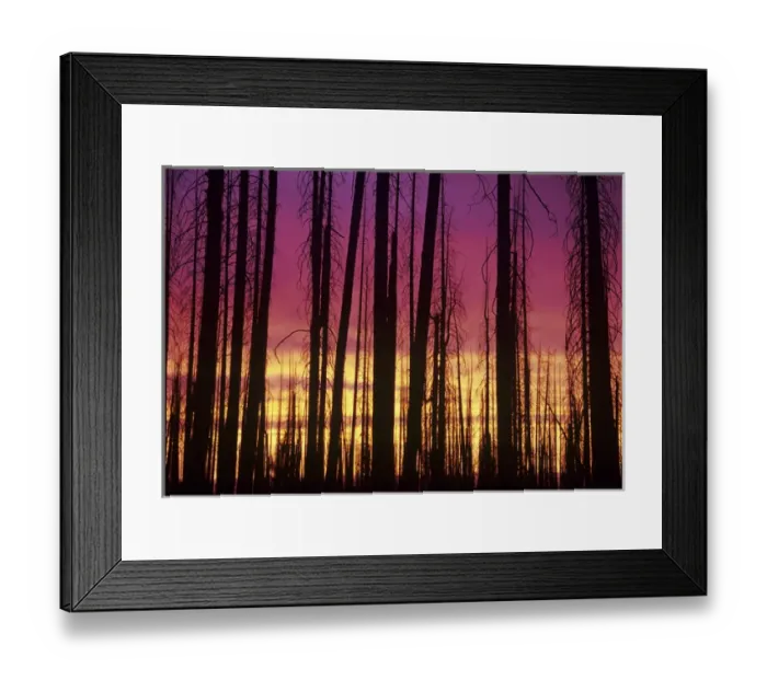 Framed Print : OR, Hells Canyon National Recreation Area, Hat Point; Lodgepole pines at sunset Framed Print : OR, Hells Canyon National Recreation Area, Hat Point; Lodgepole pines at sunset