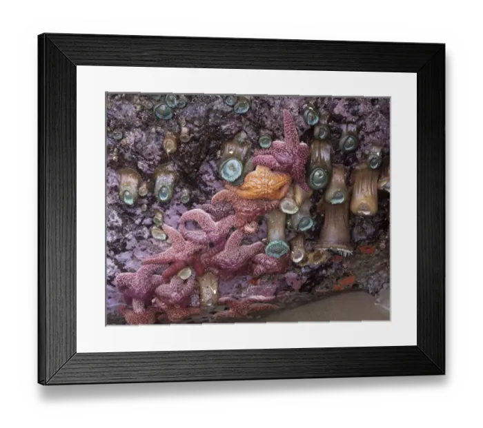 Framed Print : OR, Bandon, Ochre Sea Stars and Green Sea Anemones