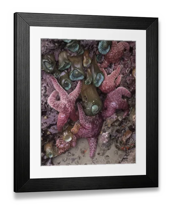 Framed Print : OR, Oregon Coast near Yachats, Strawberry Hill, ochre sea stars and sea grass Framed Print : OR, Oregon Coast near Yachats, Strawberry Hill, ochre sea stars and sea grass