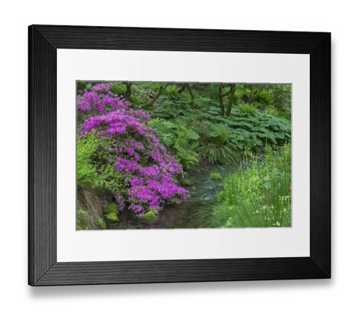 Framed Print : USA, Oregon, Portland, Crystal Springs Rhododendron Garden, Azalea in bloom along Framed Print : USA, Oregon, Portland, Crystal Springs Rhododendron Garden, Azalea in bloom along