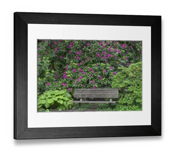 Framed Print : USA, Oregon, Portland, Crystal Springs Rhododendron Garden, Purple blossoms of rhododendrons Framed Print : USA, Oregon, Portland, Crystal Springs Rhododendron Garden, Purple blossoms of rhododendrons