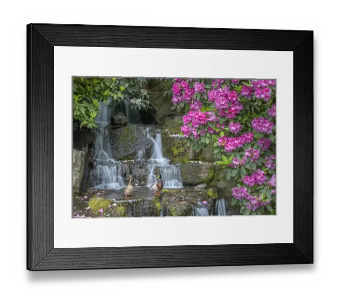 Framed Print : USA, Oregon, Portland, Crystal Springs Rhododendron Garden, Mallard ducks (male Framed Print : USA, Oregon, Portland, Crystal Springs Rhododendron Garden, Mallard ducks (male