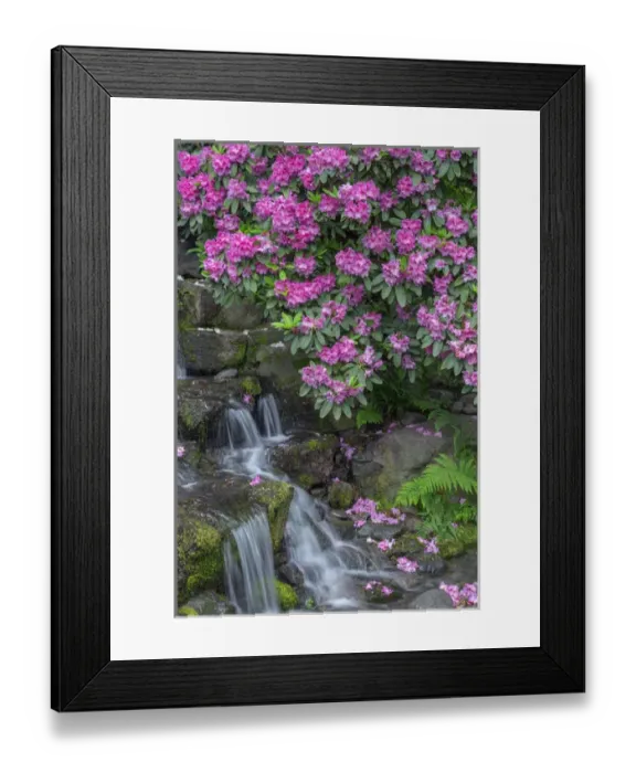 Framed Print : USA, Oregon, Portland, Crystal Springs Rhododendron Garden, Rhododendron blooms alongside waterfall Framed Print : USA, Oregon, Portland, Crystal Springs Rhododendron Garden, Rhododendron blooms alongside waterfall