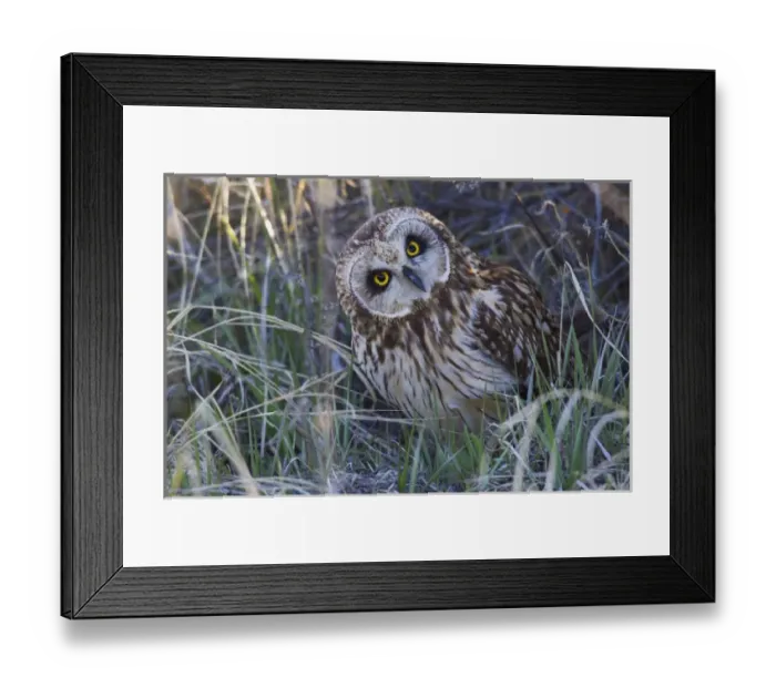 Framed Print : Short-eared Owl