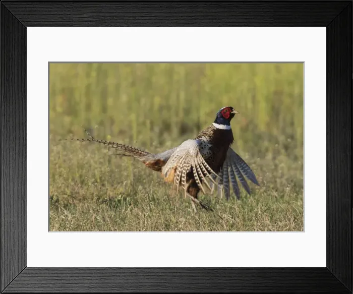 Framed Print : Ring-necked Pheasant; Courtship Display