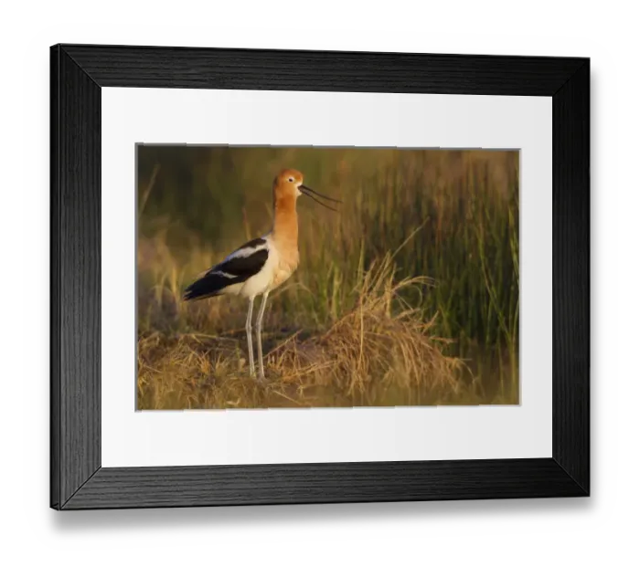 Framed Print : American Avocet Calling Framed Print : American Avocet Calling