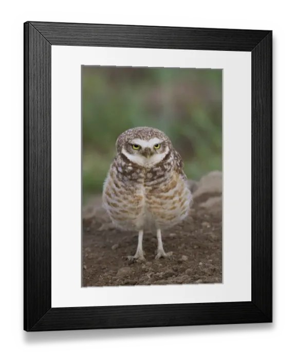 Framed Print : Burrowing Owl