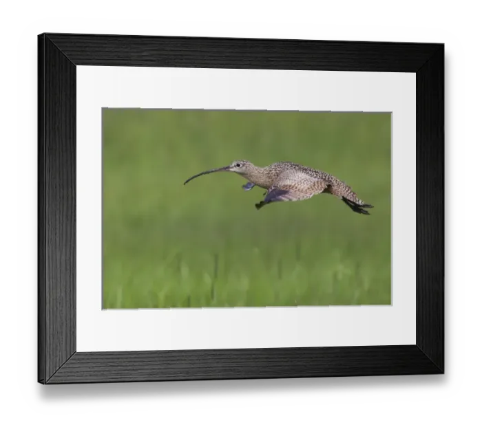 Framed Print : Long-billed Curlew in Flight