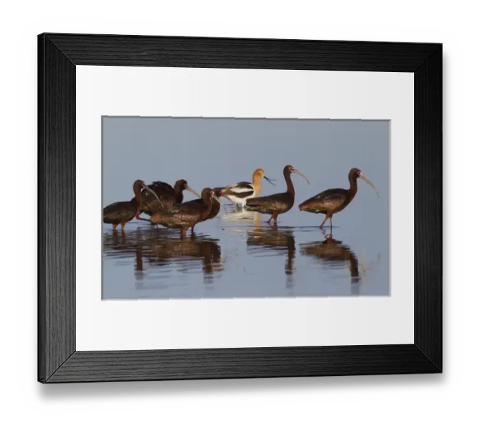 Framed Print : White-faced Ibiss wade past American Avocets Framed Print : White-faced Ibiss wade past American Avocets