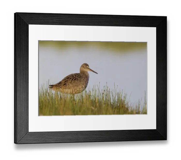 Framed Print : Willet; Moring Light