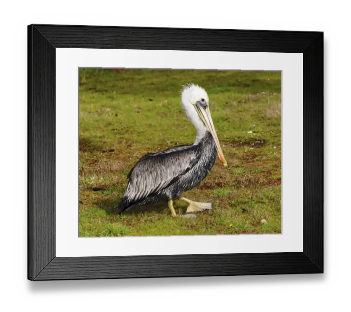 Framed Print : Brown Pelican, Newport, Oregon, USA Framed Print : Brown Pelican, Newport, Oregon, USA