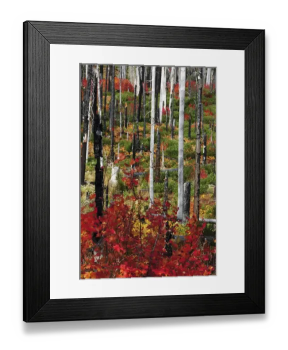 Framed Print : Autumn at the Santiam Pass, Oregon, USA Framed Print : Autumn at the Santiam Pass, Oregon, USA