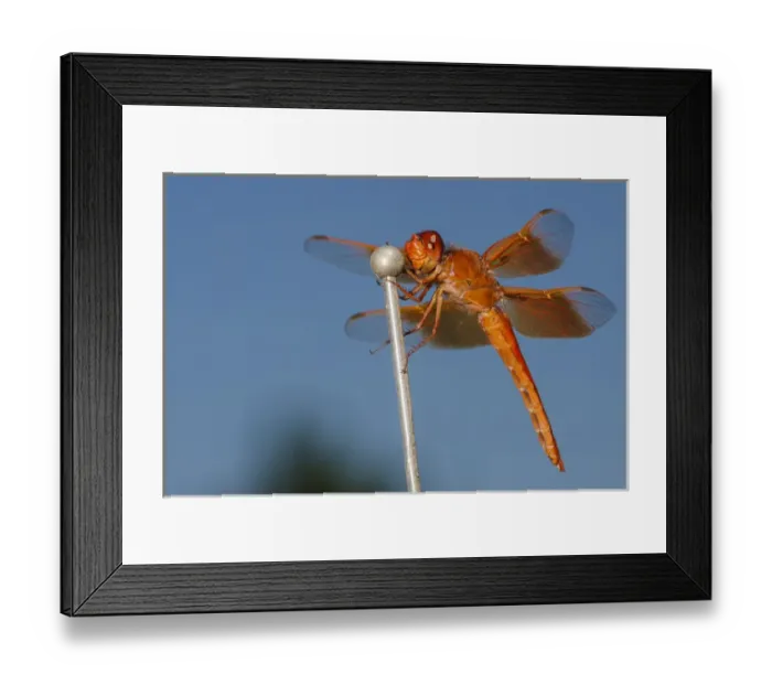 Framed Print : USA, Oregon, Keizer, male Flame Skimmer (Libellula saturata) hunting from car antenna Framed Print : USA, Oregon, Keizer, male Flame Skimmer (Libellula saturata) hunting from car antenna