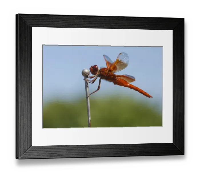 Framed Print : USA, Oregon, Keizer, male Flame Skimmer (Libellula saturata) hunting from car antenna