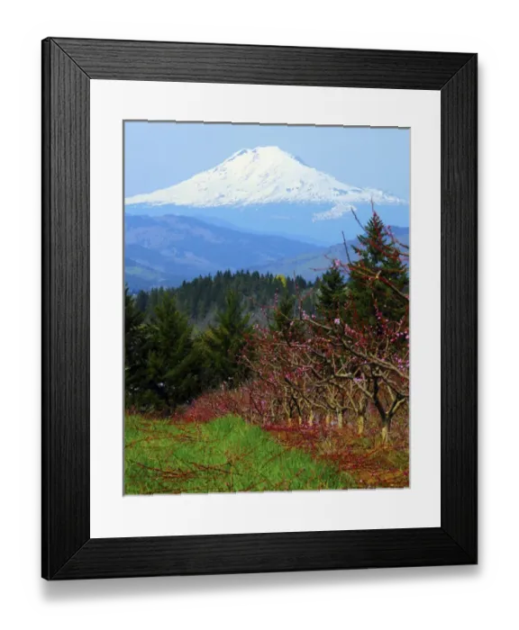 Framed Print : Peach Blossoms; Hood River; Oregon; USA