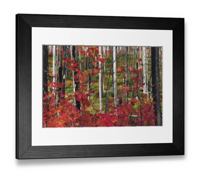 Framed Print : Autumn at the Santiam Pass, Oregon, USA Framed Print : Autumn at the Santiam Pass, Oregon, USA