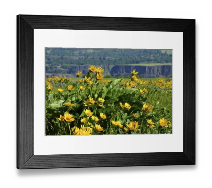 Framed Print : Spring Blossoms, Rowena Crest, Oregon, USA