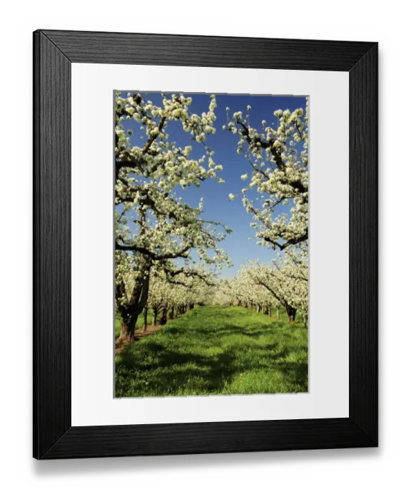 Framed Print : Peach Blossoms; Hood River; Oregon; USA