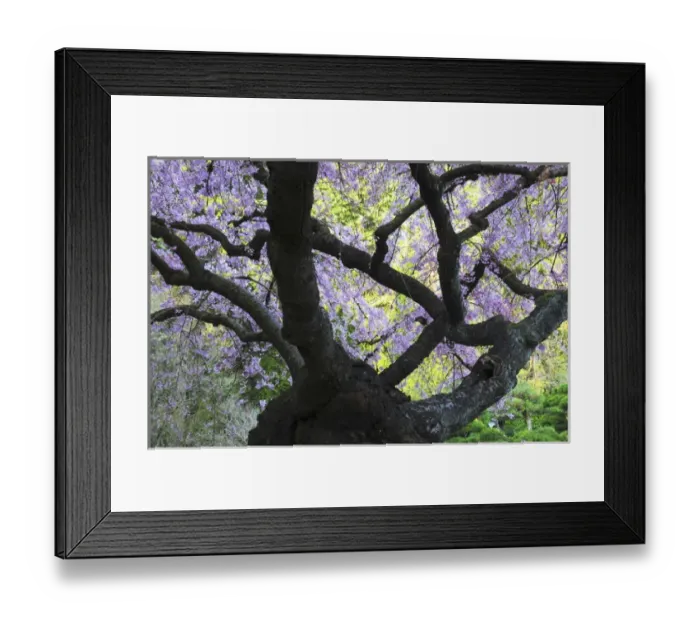 Framed Print : Cherry Tree in Bloom, Portland Japanese Garden, Portland, Oregon, USA Framed Print : Cherry Tree in Bloom, Portland Japanese Garden, Portland, Oregon, USA