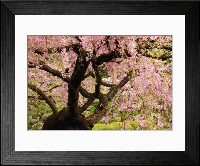 Framed Print : Cherry Tree in Bloom; Portland Japanese Garden; Portland; Oregon; USA Framed Print : Cherry Tree in Bloom; Portland Japanese Garden; Portland; Oregon; USA