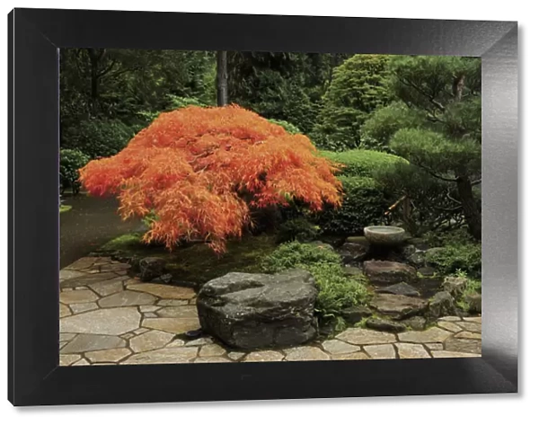 Japanese Maple in Autumn, Portland Japanese Garden, Portland, Oregon, USA