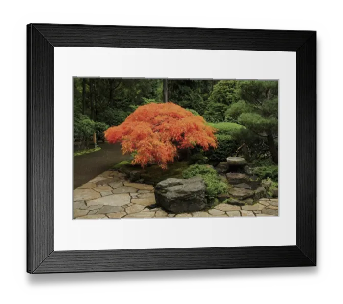 Framed Print : Japanese Maple in Autumn, Portland Japanese Garden, Portland, Oregon, USA Framed Print : Japanese Maple in Autumn, Portland Japanese Garden, Portland, Oregon, USA
