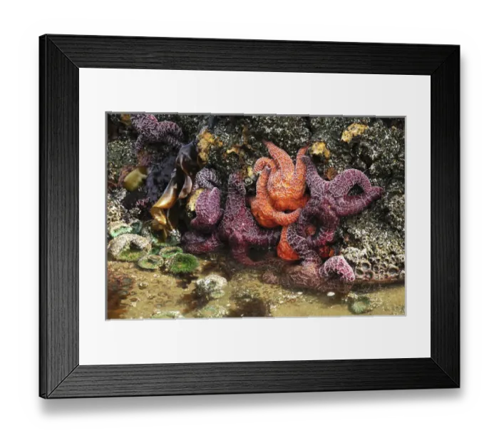 Framed Print : Tide Pool, Starfish and Sea Anemone, Cannon Beach, Pacific Ocean, Oregon, USA