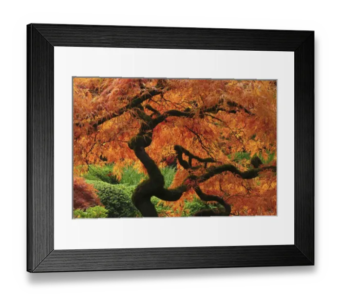 Framed Print : Japanese Maple in Full Fall Color; Portland Japanese Garden; Portland; Oregon; USA Framed Print : Japanese Maple in Full Fall Color; Portland Japanese Garden; Portland; Oregon; USA