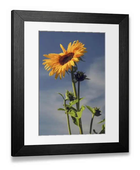Framed Print : Sunflowers, Hood River, Oregon, USA Framed Print : Sunflowers, Hood River, Oregon, USA