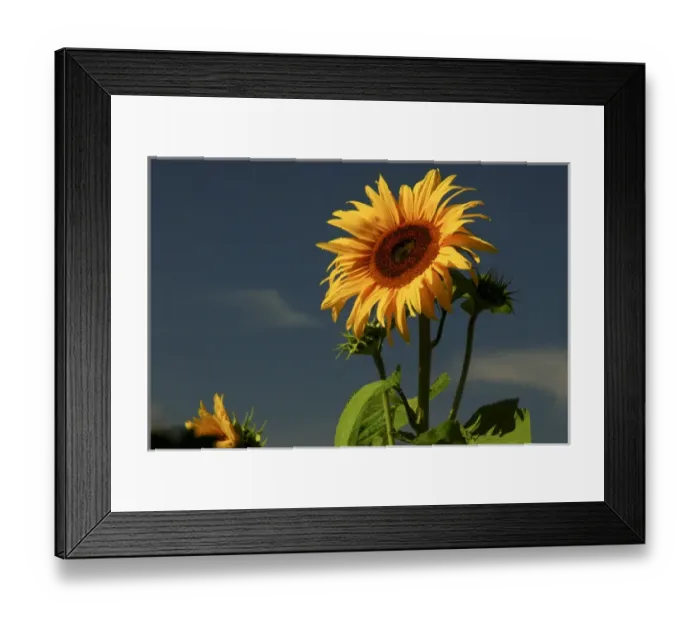 Framed Print : Sunflower Portrait, Sunflower Festival, Hood River, Oregon, USA Framed Print : Sunflower Portrait, Sunflower Festival, Hood River, Oregon, USA