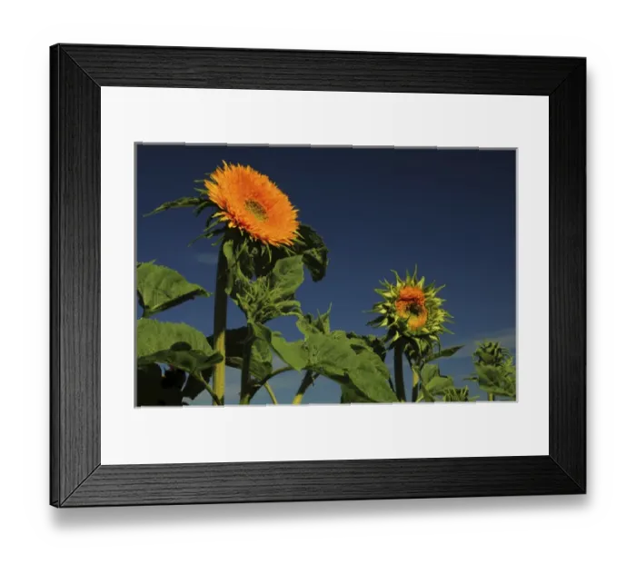 Framed Print : Sunflowers, Sunflower Festival, Hood River, Oregon, USA Framed Print : Sunflowers, Sunflower Festival, Hood River, Oregon, USA