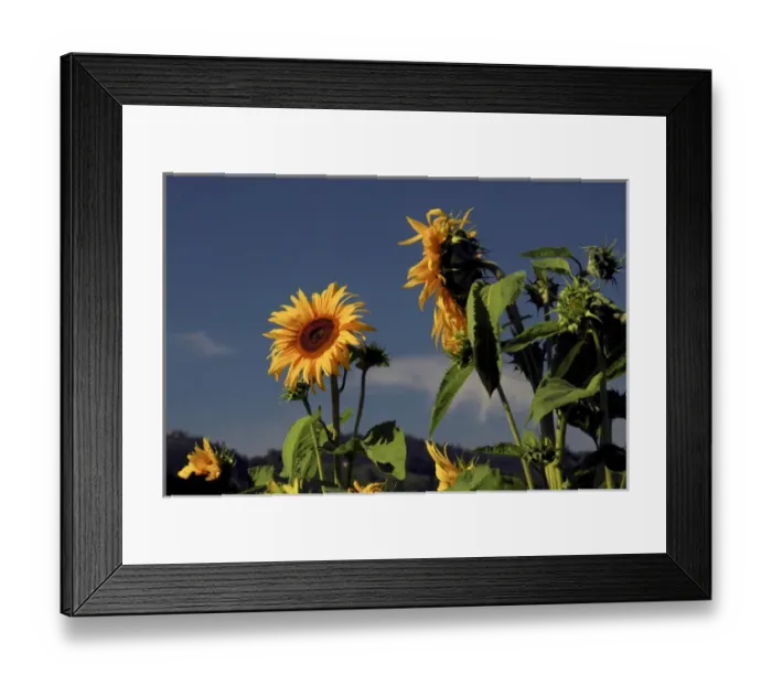 Framed Print : Sunflowers, Sunflower Festival, Hood River, Oregon, USA Framed Print : Sunflowers, Sunflower Festival, Hood River, Oregon, USA