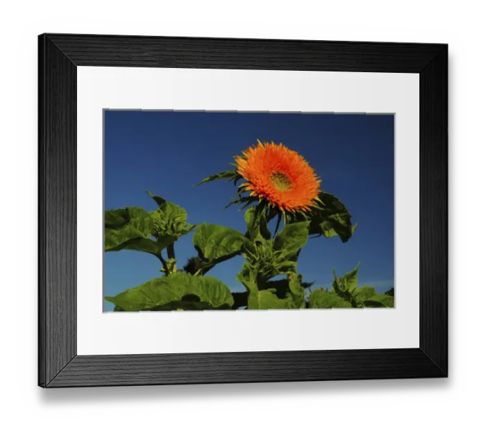 Framed Print : Sunflower Portrait, Sunflower Festival, Hood River, Oregon, USA Framed Print : Sunflower Portrait, Sunflower Festival, Hood River, Oregon, USA