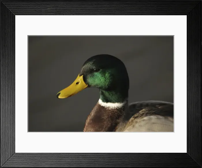 Framed Print : Close up of Male mallard Duck, Commonwealth Lake Park, Beaverton, Oregon, USA Framed Print : Close up of Male mallard Duck, Commonwealth Lake Park, Beaverton, Oregon, USA